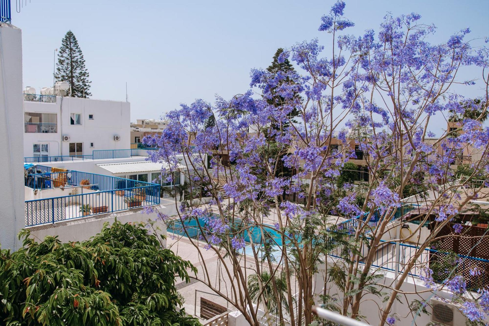 Viking Family Superior Lux Lägenhet Ayia Napa Exteriör bild